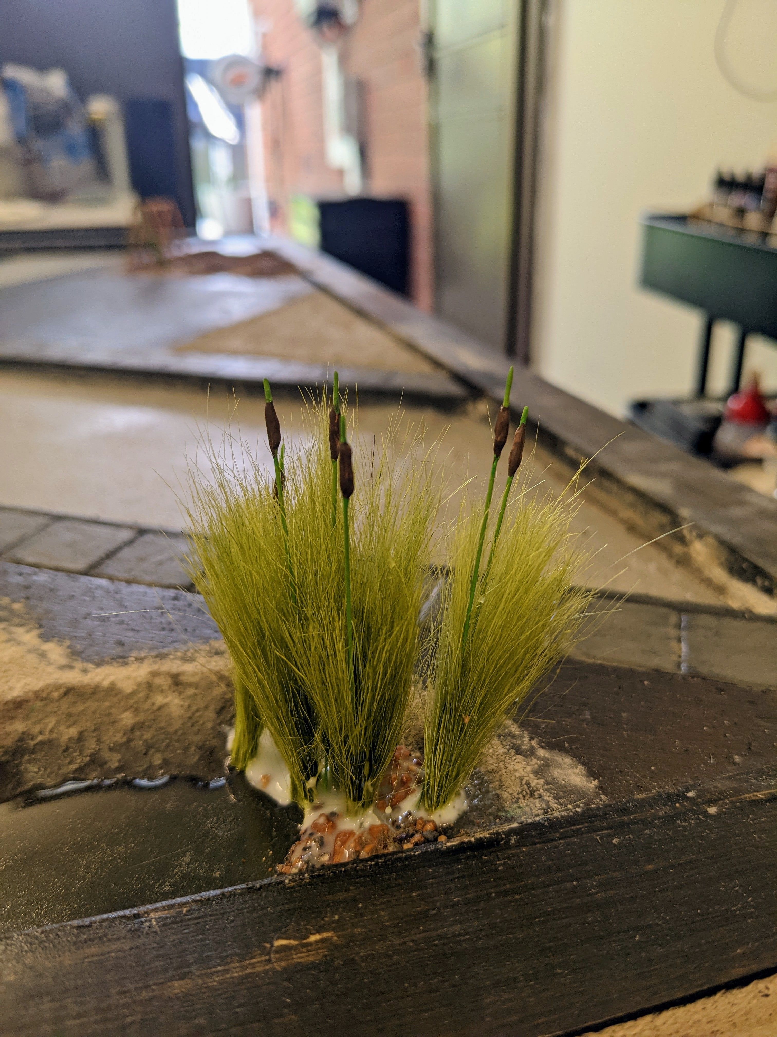 Bulrushes