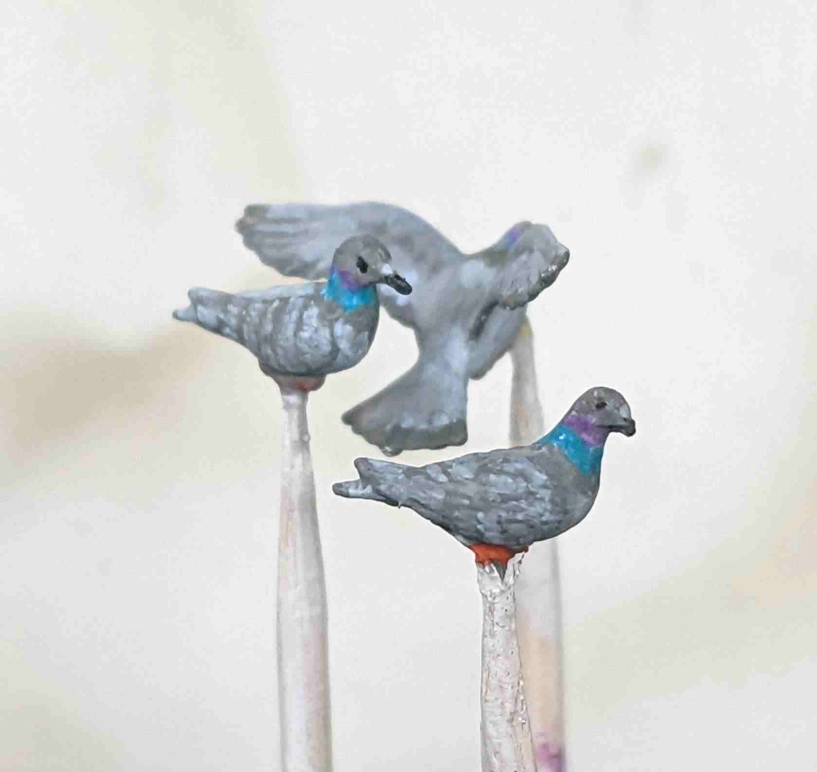Pigeons